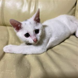 もも（大仙市）家族の一員になり早くて2ヶ月になりました。ももはよくエサを食べて、お家の中を走り回っています。先住猫とは少し仲よくなり、ももが遊びたいために先住猫に近づくのですが迷惑そうにしながら遊んでいます。先日、2回目のネコワクチンの接種を終わらせました。