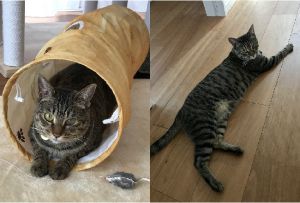 レオ(秋田市）うちの子記念日から1年経ちました。相変わらず甘えん坊で、おんぶをせがみます。風邪症状を度々繰り返し、今また薬を飲んでいますが元気に過ごしています。今後も幸せに暮らしてもらえるよう精一杯お世話します