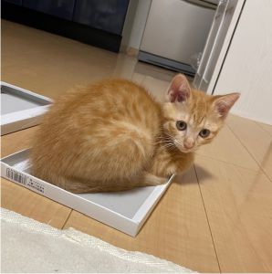 （秋田市）うちに迎えてからあっというまに2ヶ月が経ちました。よちよち歩きの赤ちゃんだったのが、今では先住ちゃんを追いかけ回し、高いところにも登り、いたずらっこのおてんばガールになりました(^^;)