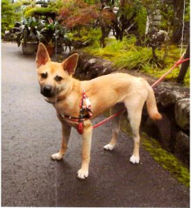 ハナコ(秋田市）8/15に避妊手術も終わり、現在7㎏程に成長しています。ビビリで甘えん坊、お転婆のところは変わりません。