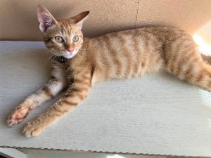 チャチャ（秋田市）名前はチャチャにしました。譲渡して頂いた時は1ヶ月半の小さな赤ちゃん猫でしたが、だいぶ大きくなりました。ワクチンも2回接種しました。我が家に来てすぐに噛み癖がついてしまい、そこだけは早く治したくて、ワクチン接種に行った時に相談もしましたが、すぐにやめさせるのは難しいようで長い目で見ないといけないと言われました。噛み癖が治るように頑張ってしつけていこうと思います。チャチャは好奇心旺盛で、いたずらっ子でもあり、家の中で激しく遊んでいますが、いっぱい甘えてきてくれるので、そこがまた可愛くて毎日癒されています。これからも家族の一員として、大事に育てていきます。