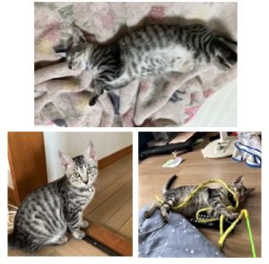 ニーナ(秋田市）おとなしくマイペースですが、娘の事が大好きで遊び疲れると娘のベッドに乗ってきます。相方の赤リボンちゃんと元気に走り回っています。