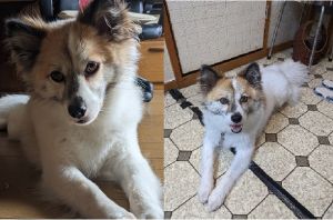 アル（秋田市）我が家にアルを迎え入れて今月末で丁度一年となります。一年経ってすっかり家族全員に懐き、家族以外でも良く見かける人には警戒心を出さないようになってきました。大きな病気や怪我もなく、健康体です。臆病と人見知りと道路嫌いは相変わらずですが、それもアルの性格と受け入れて家族一同楽しく過ごしております。ベランダで走り回ったり、床に落ちた蝉を追いかけ回す遊びが最近はお気に入りのようです。