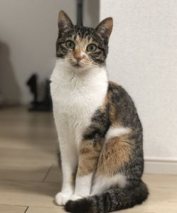 いと（秋田市）いとちゃんが家族になり、あっという間に1年が経ちました。一緒に寝て、元気に遊び、のびのび過ごしているいとちゃんはとっても可愛いです！甘えん坊のいとちゃんのおかげで毎日が充実し、笑顔で楽しく過ごすことができています。これからも、健康で楽しく暮らしていこうね♪犬猫ネットワークの皆様、この度は素敵なご縁をありがとうございました。