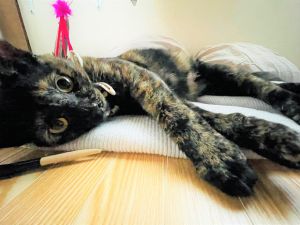たぬこ（秋田市）我が家に来て2ヶ月以上経ちました。毎日おもちゃを加えて飼い主に遊んでと要求してくるとても可愛い子です。夜は運動会が激しかったのですが、今では飼い主の布団に入ってきたりと生活リズムがしっかりしてきました。