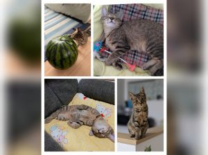 みく（横手市）みくが我が家に来てから、あっという間に2ヶ月が経ちました。よく食べよく遊び、とてもお転婆なみくの姿にみんな癒やされています。みくとの出逢えたことに感謝と喜びでいっぱいです。これからも愛情たっぷり大事に過ごしていきたいです。