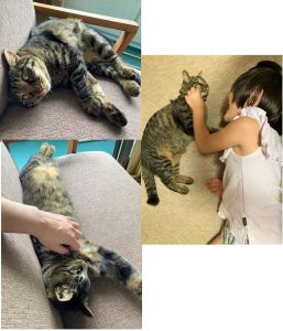 ペロ（美郷町）ペロちゃんがうちに来てからもう1年。あんなに警戒心の強かった子が、今やすっかり甘えん坊さんです^^家族みんなペロのことがかわいくてかわいくて大事な家族の一員。ずっと大切にするからね^^