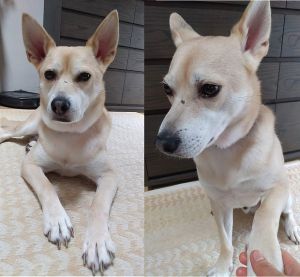 ネオ（秋田市）ご無沙汰しております。ネオが我が家に来てくれてから、３ヶ月以上が経ちました。家族には少しずつ心を開いてくれるようになり、｢おすわり｣｢お手｣｢伏せ｣などもできるようになりました。いろいろな音に敏感で、まだまだ怖がったり、隠れてしまうこともありますが、長く幸せに暮らしていけるよう支えていきたいと思います。