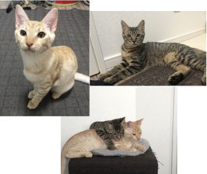 おこげ・おはぎ(仙北郡）おこげとおはぎがお家に来てからもう２ヶ月が経ちました。2匹は兄弟ではないので仲良くしてくれるかなと心配でしたが、スタッフさんがおっしゃっていた通りもうすっごく仲良しです！リビングを2匹で走り回ったり、お互いがお互いを同時にグルーミングし合ってます。この2匹が出会ってくれて良かったし、私達もおこげとおはぎに出会えて家族になれて本当に良かったです。毎日が幸せです。これからも愛情たっぷり注ぎます！！ありがとうございました！