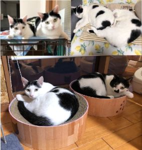 トトロ（湯沢市）トトちゃんと呼ばれて、まる姉さんや、ココ姉さんとも、良い距離で付き合ってます。長い間お世話をしてくれたあずかりさんどうもありがとうございました！