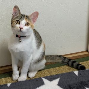 ノア(男鹿市）噛み癖はありますが、ご飯もしっかり食べおもちゃで遊ぶのが大好きです。すくすくと元気に育ってて、かけがえのない家族です。