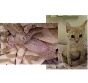 むぎ（秋田市）少しずつ慣れてきてくれています。右目の炎症がまだ治りませんが、点眼薬で、落ち着いてきました。