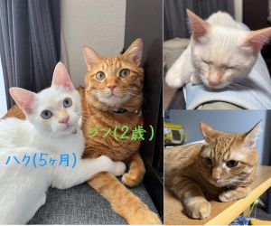 ハク・ジン（湯沢市）我が家にきてハクは4ヶ月、ジンは２年7ヶ月となりました。メンズは仲良くグルーミングしたり、走り回ったりしています。ケンカもしますが、仲良く過ごしています。ジンの上にもう1匹先住猫ちゃんがおり、ハクに関してはグイグイ行き過ぎるので、いつも怒られてばかりいます。ハクの譲渡にあたり、色々な問題がありましたが無事譲渡となった事に感謝しております。私達家族はニャンライフにとっても満足しています。人間５人とニャンズ3匹の大家族ですが、これからも大事に大事に育てていきます。ハクとジンに巡り合わせて下さった皆様には本当に感謝しております。ありがとうございました。