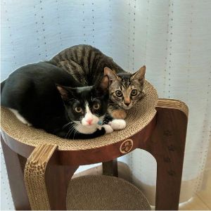 ナツ・ハク（秋田市）名前は、キジトラがナツ、ハチワレが、ハクと名付けました。食欲旺盛で、元気に走り回っています！体重も増えて、2回目のワクチンも終わりました。人懐っこい子たちで、甘えん坊でもあります。この子たちを迎えることができて、家族全員毎日が楽しく過ごしてます。これからも、この子達と仲良く、楽しく過ごしていきたいと思います。