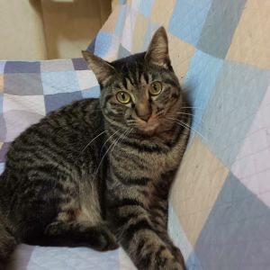 ナギ（秋田市）早くて１年になりました。相変わらず可愛いナギちゃんです。ボール遊びが大好きです。