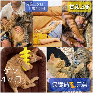 ゲン（秋田市）元気の「ゲン」です☆お迎えしてあっという間の２ヶ月。私がソファに横になると胸の上で寝てくれて寝顔がホント天使すぎるんですよ～(親バカ)。スーパー食いしん坊なのですが、今日はあっという間にお座りも覚えてお利口なお座り姿にお母さんビックリでした。昨年我が家に迎えた兄猫のコタローと毎日追いかけっこやプロレス三昧！かと思ったら、ソファでまったり毛繕いし合っていたりと本当に微笑ましい癒しの塊で成長が楽しみです♪
