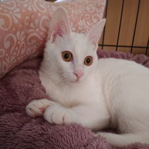 すず（秋田市）我が家に来てくれてから、３ヶ月になろうとしています。先住猫もタジタジなほど、パワー溢れる勝ち気な女の子です。元気過ぎて危なっかしいところはありますが、体調も崩さず食欲旺盛で、大きな心配もなく育っています。小さな命を繋いでくださり、心より感謝しております。