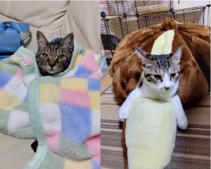 ムギ・ワラ（秋田市）家族になって、早2ヶ月。毎日元気に走りまわる仲良し姉弟です。この御縁に、いぬねこネットワーク様に感謝しております。