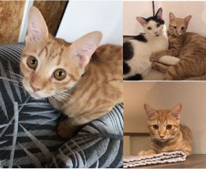 ルルちゃん（秋田市）あっという間に3ヶ月たっちゃいました！先住兄ちゃんともすぐに打ち解けて、りっぱに家族の一員です。茶トラちゃんは甘えんぼですね＾＾　そして現在食欲の鬼です。