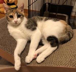 分（ふん）（秋田市）うちのこになって２ヶ月過ぎました！名前を決めるのもなかなか大変で、１日でも長く１分でも長く生きて欲しいと思い、分(ふん)ちゃんと名付けました。凄く甘えん坊で必ず仕事から帰ってくると撫でるまでついて歩きます。撫で終わると必ず抱っこしてそのまま寝落ちします。そして凄くおしゃべり好き。私達と会話が成り立ちます(笑)遊び好きでお気に入りの猫じゃらしを自分でくわえて持ってくるほどです(笑)ずっとずーと一緒にいたいです。