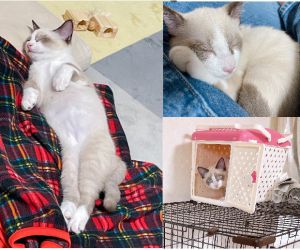ジャック（五城目町）いぬねこネットワークさんから迎えて2ヶ月になりました。マイクロチップもワクチンも落ち着いてお利口にできました。だんだんやんちゃになり、家の中を縦横無尽に走り回って遊んだり甘えたりして、初めの頃の緊張感は無くなったと思います。フードも良く食べ、体重は2.7k gになり大型猫の種類なのでは…と家族で話しています。家族みんなと仲良くしてくれるので皆んなに愛されてすくすく育っています。猫じゃらしやトンネルのおもちゃやYouTubeの魚やまっくろくろすけ？を追いかけるようなチャンネルが大好きです。これからも家族として大切に育てていきたいと思います。