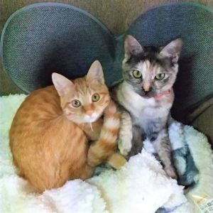 アズキ・アンコ（秋田市）2匹で家の中を駆け回っています。とても可愛く、癒されています。