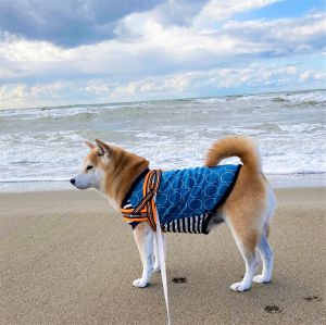 デコ（秋田市）デコを家族に迎えて1年が過ぎました。元気に、穏やかに暮らしています。