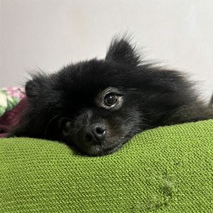 ぐうた（湯沢市）かわいいかわいいぐうたくん。もう少しで4歳。