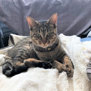 ちぃちゃん（上小阿仁村）ちぃちゃんがうちに来てから早一年！まだまだ子猫のような元気さ、やんちゃさが残っていて毎日お兄ちゃん猫と走り回っています！可愛い鳴き声がチャームポイントです！