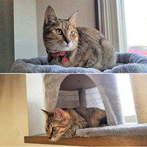 鈴（秋田市）最近の趣味は、キャットタワーから外をながめることです。元気いっぱい走りまわっています。