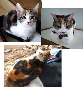 ルル（秋田市）11月23日でうちに来て丸2年がたちました。猫というより犬っぽいうちのルっちゃんは毎日おもちゃの獲物を私たちに届けてくれます(笑)猫とは思えないどんくささ、トイレやお風呂のストーキング、食べ物の好き嫌い、どれをとっても愛おしい家族です(笑)甘えん坊で暴れん坊はうちに来た頃と全く変わらないお姫ですが、旦那さんの溺愛っぷりも度を超し始めているので、私たちのためにも元気で長生きして欲しいです。