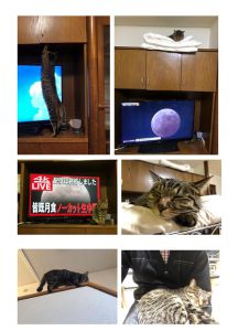 ヒマリン(秋田市）ご無沙汰しております。早いもので飼い始めて一年になりました。11月22日に3種混合ワクチンの接種をしました。副反応もなく、元気にしています。
