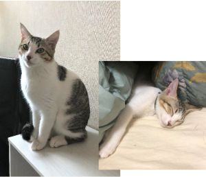 だいふく（秋田市）とても元気でイタズラ好きですが、人懐っこくて可愛いです。