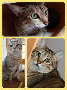 チャコ（羽後町）チャコは２歳になりました。毎日、ちゃーちゃん・ちゃーちる・ぴーちゃん 色んな呼び名で可愛がられています♪元気に過ごしていますが、短毛のためか寒がりで今の時季はヒーターの前で瞑想しています(笑)