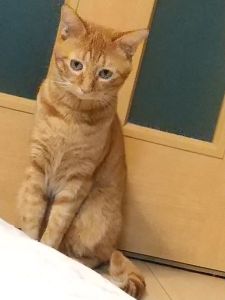 茶々丸（秋田市）譲渡いただいてから１年たちました。先月、新しく譲渡してもらった子猫ととても仲良しになり、毎日じゃれあったり走り回ったりして遊んでいます。