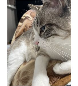 ムム（大仙市）ムムが我が家に来て早一年。すっかり馴染んでます。マヌケな一面もありみんなを笑わせてくれます。