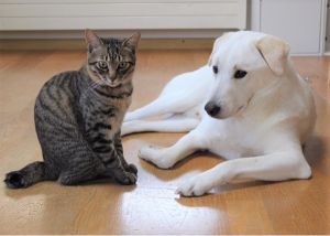 キジくん（秋田市）キジトラのオス子猫の一年報告です。最初は大きな先住犬が怖かったキジくん、今では後ろをついて歩くようになりました。猫じゃらし遊びが大好きで、元気に過ごしております。