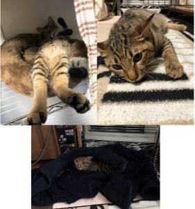 たそがれ（秋田市）最初はなかなか触らせてもらえずでしたが最近はなでて～って言ってるかのように寄ってくるようになりました(´∇｀)食欲もすごくて、ご飯の時間になると鳴いてアピールしてきますw毎日子供たちとたそがれと賑やかに楽しく過ごしてます。