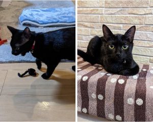 ルナ（能代市）　　家に来てから2ヶ月が経ちました。お気に入りのネズミのおもちゃで毎日元気いっぱいに遊んでます。最近は寒くなってきたので、暖房の上でぬくぬくすることも多くなりました。