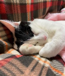 てんちゃん（大仙市）12月18日、譲渡して頂きました。慣れるまで時間が掛かるかな…と思ってましたが、その日の夜にはすっかり慣れて、ご飯もモリモリ食べ、元気に遊びまわっています。この先、どんなふうに成長していくのか楽しみです。