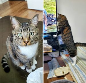 バック（由利本荘市）バックがうちに来て無事2年が経ちました毎日元気に遊んでます少しずつ餌の選り好みも減ってなんでも食べられるようになってきたように思います体調を崩す事もなく丈夫で体も大きく重いです笑