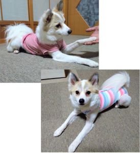 すず（横手市）すずを家族に迎え１年、体調を崩すこともなく元気に成長してくれました。家中を走り回ったり、大好きな引っ張りっこに自分から挑んできたりと、相変わらずやんちゃな毎日を送っています。