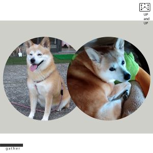 こもも（潟上市）１０年目の報告です。今年１年は有難いことに通院などすることもなく、とても穏やかな日々を過ごしました。これからも順調に、ゆっくりと、ダイエットもしつつ「健康管理」第一で過ごして行こうと思います。