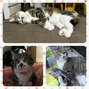 める（潟上市）めるが我が家の一員になってから早一年が過ぎました！全力疾走でボール遊び、一日一回のにゃんスプーンのおやつが大好き。体重も4.5㎏になりすくすく育っております。名前を呼ぶとちゃんとお返事してくれます♪仕事で疲れて帰って来ても、めるの可愛い姿を見ると疲れも一気に吹っ飛びます(笑)大事に保護してくださった保護主様とネットワークの皆様には感謝感謝です。本当にありがとうございました。