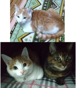 晴（はる）（湯沢市）元気過ぎるほど元気に走り飛び回って、先住猫（鈴）も私も振り回されていますww