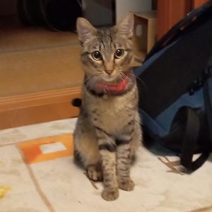 チャチャ(秋田市）まもなく11カ月の元気な女の子です。高いところが好きで、食器棚、エコキュート、タンス、神棚、ドア、カーテンレールの上等、家の高い所はほとんど登っています。また先日はゴキブリを追いかけ回していたので「食べたら大変！」とゴキブリを逃してあげました(^^;)。が、後日お風呂からあがると脱衣場にチンと座っていたチャチャの前にペチャンコになったゴキブリが…毎日驚かされることが多くて、とってもめんこいです。チャチャと出会うことができて本当によかったです。