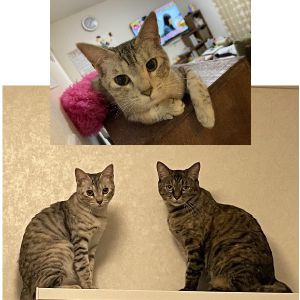 マヤ（秋田市）エマもマヤも元気に過ごしています。マヤは食欲旺盛で、エマの大きさに近づくほどに成長しました。どうもありがとうございました