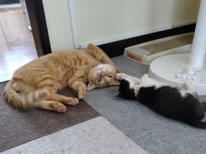 だんじゅうろう（秋田市）先住猫とも子猫ともすぐに仲良くなれて一番の甘えっこ。パパが大好きで未だにパパの指をちゅっちゅと吸ってしまう可愛らしい一面がありますが男の子らしく走り回って障子をビリビリ…といたずらっこな部分もあります！家族に甘え上手。我が家に来てくれて良かったです！絶対幸せにします。