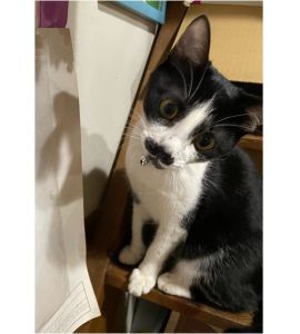 キキ(秋田市）色んなものに興味津々で　すぐにそばに寄ってきて、手で触ってにおいを嗅いで確認😊やんちゃで　家のなかを走り回ってます！人懐っこく　夜も家族と一緒に寝てます！