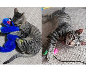 ゼアル（仙北市）ゼアルが我が家に来て2ヶ月になります。名前は息子(小2)が考えてくれました。今まで会ったことのないほど元気な猫で、廊下も部屋も階段も弾丸のように駆け抜けていきます！虫のおもちゃがお気に入りで、遊んであげるとこちらが笑ってしまうほどぴょんぴょん飛び跳ねて楽しそうにしています。素敵な出会いをありがとうございました。
